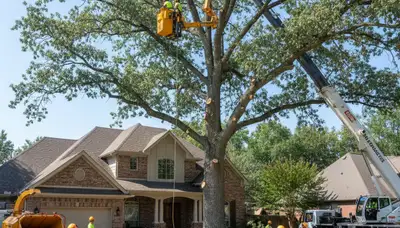 Professional crew performing large tree removal using bucket truck in Maud, near Shawnee, OK