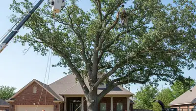 Professional arborists performing large tree removal with bucket truck in McLoud near Shawnee, OK