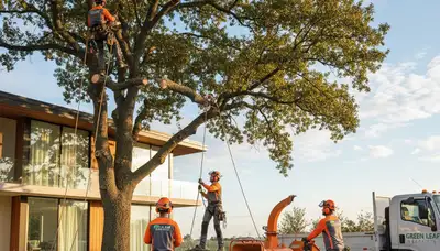 Professional tree removal service in Shawnee OK safely cutting and clearing large hazardous tree