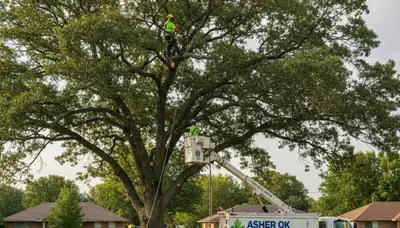 Professional tree removal service in Shawnee OK safely cutting and clearing large oak tree