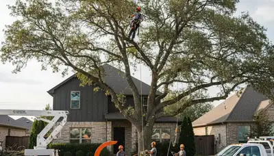 Professional tree removal service in Shawnee, OK clearing large oak tree safely