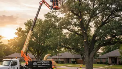 Professional tree removal service in Shawnee OK safely cutting and clearing large oak trees