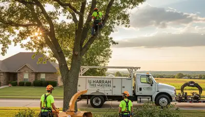 Professional tree removal service in Shawnee OK safely cutting large oak tree branches