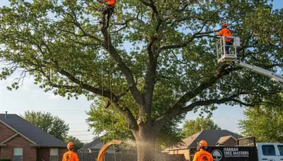Professional tree removal service in Shawnee OK safely cutting and clearing large oak tree