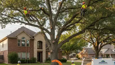 Professional tree removal service in Shawnee OK safely cutting and clearing large oak tree