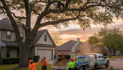 Professional tree removal service in Shawnee, OK safely cutting and clearing large oak trees