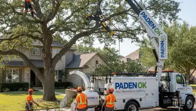 Professional tree removal service team in Shawnee OK safely cutting and clearing large oak tree