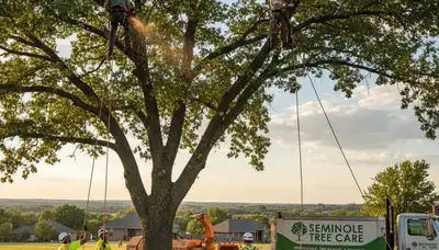 Professional tree removal service in Shawnee OK safely clearing large trees for homeowners