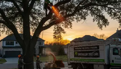 Professional tree removal service in Shawnee OK safely cutting and clearing large oak tree