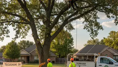 Professional tree removal service in Shawnee OK safely cutting and clearing large oak tree